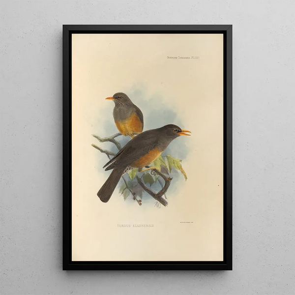 Henry Seebohm - Turdus Elgonensis.webp