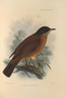 Turdus Falklandicus - Henry Seebohm — vista dell’opera