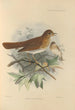 Turdus Fuscescens - Henry Seebohm — vista dell’opera