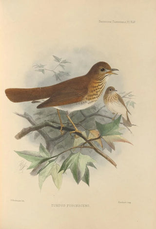 Henry Seebohm - Turdus Fuscescens.webp