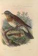 Turdus Pilaris - Henry Seebohm — vista dell’opera