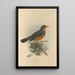 Turdus Tephronotus - Henry Seebohm — quadro incorniciato alla parete