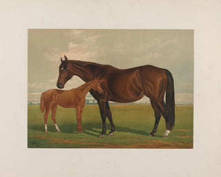 Henry Stull - Nevada.webp