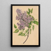 Une branche de lilas - Henryka Beyer — quadro incorniciato alla parete