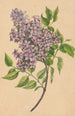 Une branche de lilas - Henryka Beyer — vista dell’opera