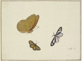 Herman Henstenburgh - Ein gelber ein schwarzgelber und ein schwarzweier Schmetterling.webp