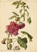 Una rosa trémière - Herman Saftleven — vista dell’opera