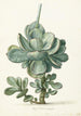 Plante grasse Cotyledon orbiculata - Herman Saftleven — vista dell’opera