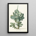 Plante grasse Cotyledon orbiculata - Herman Saftleven — quadro incorniciato alla parete