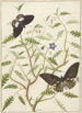 Un buisson in fiore con due farfalle esotiche - Hermanus de Wit — vista dell’opera