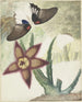 Due farfalle e un fiore giallo-violetto a cinque petali - Hermanus de Wit — vista dell’opera
