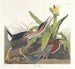 Airone verde - John James Audubon — vista dell’opera