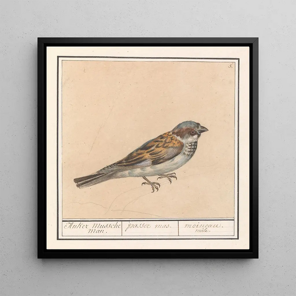 Huismus Passer domesticus - Anselmus Botius de Boodt