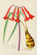 Cyrtanthus augustifolius - Illtyd Buller Pole-Evans — vista dell’opera
