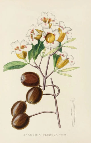 Illtyd Buller PoleEvans - Gardenia Globosa.webp