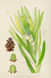 Leucadendron stokoei femmina - Illtyd Buller Pole-Evans — vista dell’opera