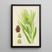 Leucadendron stokoei femmina - Illtyd Buller Pole-Evans — quadro incorniciato alla parete