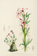 Pachypodium succulentum - Illtyd Buller Pole-Evans — vista dell’opera