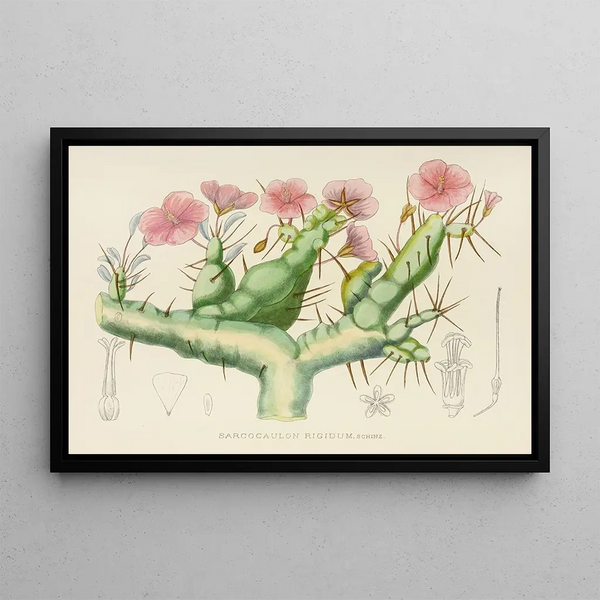 Sarcocaulon rigidum - Illtyd Buller Pole-Evans — quadro incorniciato alla parete
