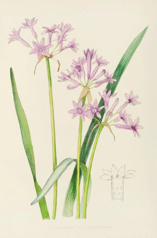 Illtyd Buller PoleEvans - Tulbaghia Violacea.webp
