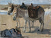Due asini - Isaac Israëls — vista dell’opera