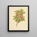 Rose des marais - Isaac Sprague — quadro incorniciato alla parete
