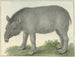 Tapir - Isaac van Haastert — vista dell’opera