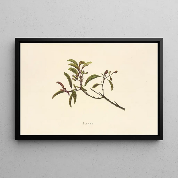 Iliahi - Isabella McHutcheson Sinclair — quadro incorniciato alla parete