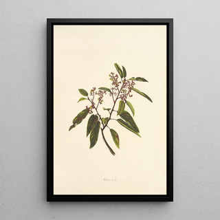 Isabella McHutcheson Sinclair - Kauila.webp