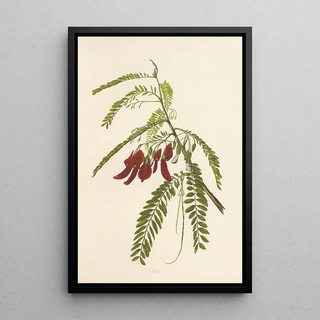 Isabella McHutcheson Sinclair - Ohai.webp