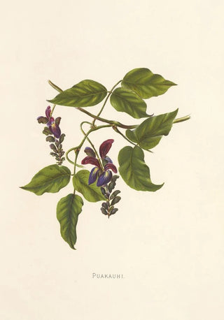 Isabella McHutcheson Sinclair - Puakauhi.webp