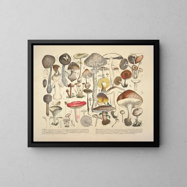 Rappresentazioni fedeli e descrizioni dei funghi commestibili, nocivi e sospetti Pl01 - J V Krombholz — quadro incorniciato alla parete