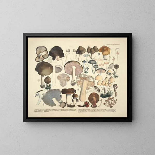 Rappresentazioni fedeli e descrizioni di funghi commestibili, nocivi e sospetti Pl02 - J V Krombholz — quadro incorniciato alla parete