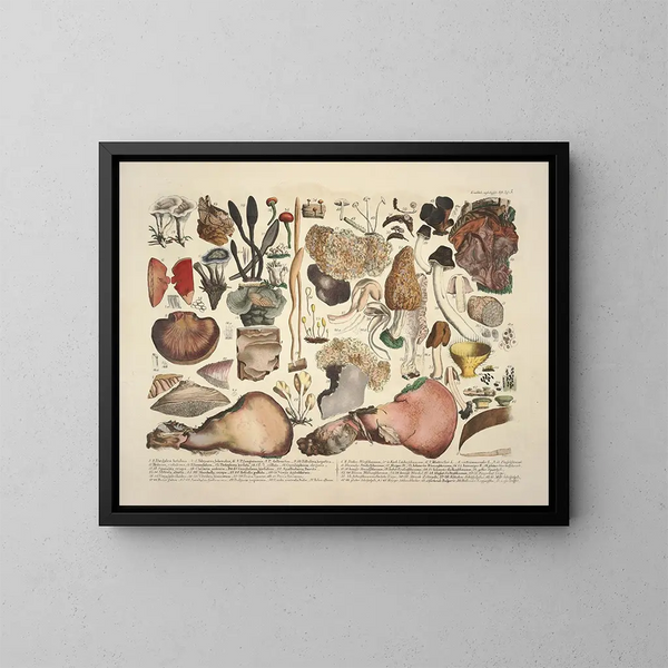 Rappresentazioni fedeli e descrizioni dei funghi commestibili, nocivi e sospetti Pl05 - J V Krombholz — quadro incorniciato alla parete