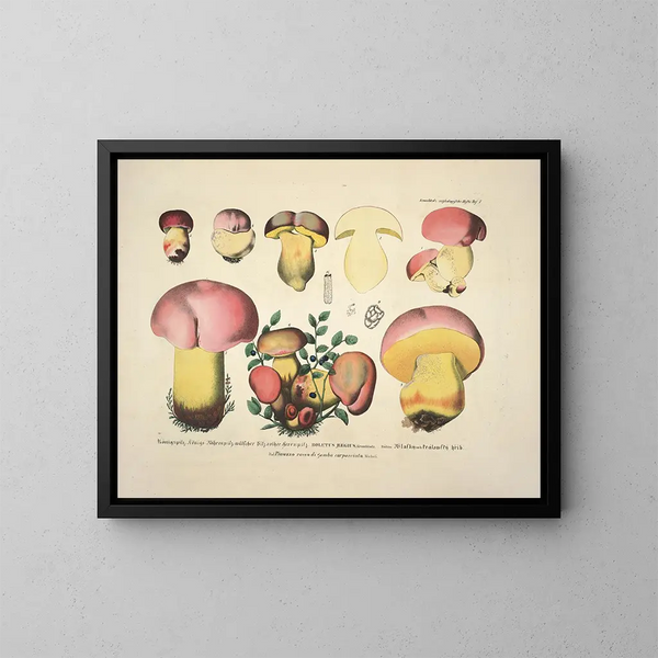 Rappresentazioni fedeli e descrizioni dei funghi commestibili, nocivi e sospetti Pl07 - J V Krombholz — quadro incorniciato alla parete