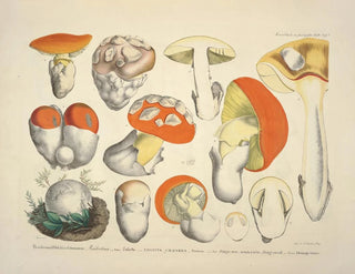 J V Krombholz - Naturgetreue Abblidungen und Beschreibungen der essbaren schadlichen und verdachtigen Schwamme Pl08.webp