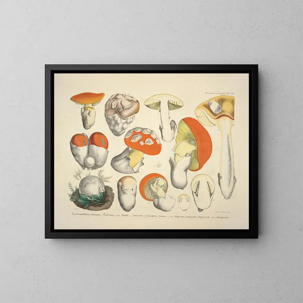 Rappresentazioni fedeli e descrizioni di funghi commestibili, nocivi e sospetti Pl08 - J V Krombholz — quadro incorniciato alla parete
