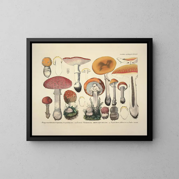 Rappresentazioni fedeli e descrizioni dei funghi commestibili, nocivi e sospetti Pl09 - J V Krombholz — quadro incorniciato alla parete
