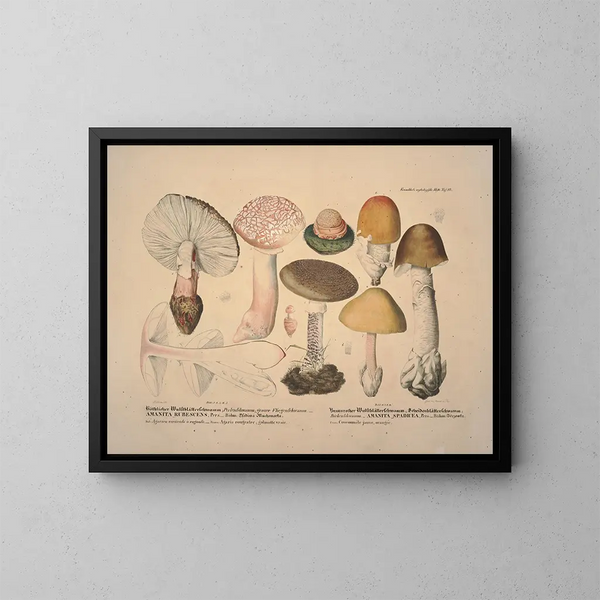 Rappresentazioni fedeli e descrizioni di funghi commestibili, nocivi e sospetti Pl10 - J V Krombholz — quadro incorniciato alla parete