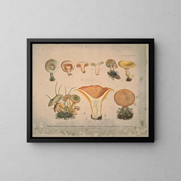 Rappresentazioni fedeli e descrizioni di funghi commestibili, nocivi e sospetti Pl11 - J V Krombholz — quadro incorniciato alla parete
