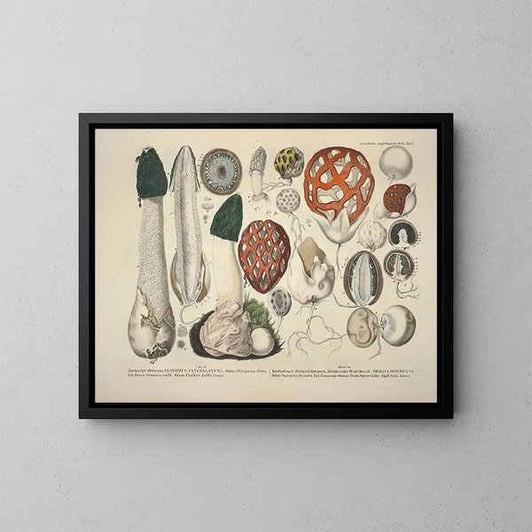Rappresentazioni fedeli e descrizioni dei funghi commestibili, nocivi e sospetti Pl18 - J V Krombholz — quadro incorniciato alla parete