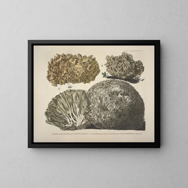Rappresentazioni fedeli e descrizioni di funghi commestibili, nocivi e sospetti Pl22 - J V Krombholz — quadro incorniciato alla parete