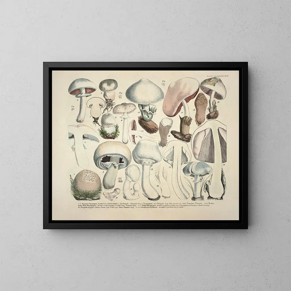 Rappresentazioni fedeli e descrizioni dei funghi commestibili, nocivi e sospetti Pl23 - J V Krombholz — quadro incorniciato alla parete