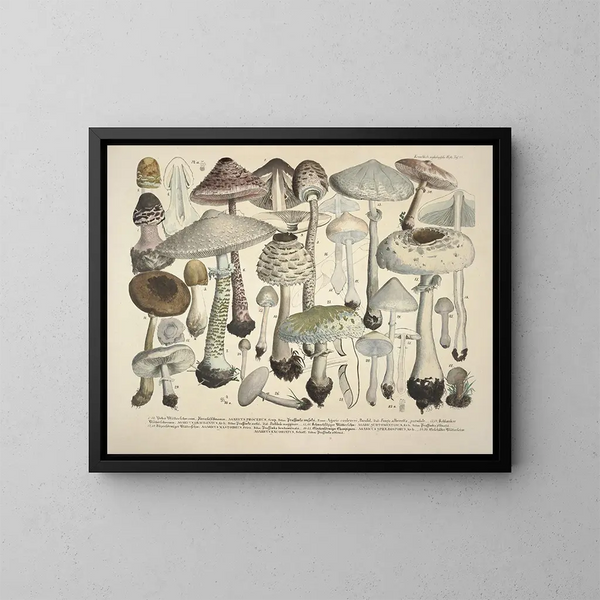 Rappresentazioni fedeli e descrizioni di funghi commestibili, nocivi e sospetti Pl24 - J V Krombholz — quadro incorniciato alla parete
