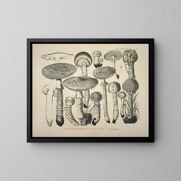 Rappresentazioni fedeli e descrizioni dei funghi commestibili, nocivi e sospetti Pl27 - J V Krombholz — quadro incorniciato alla parete