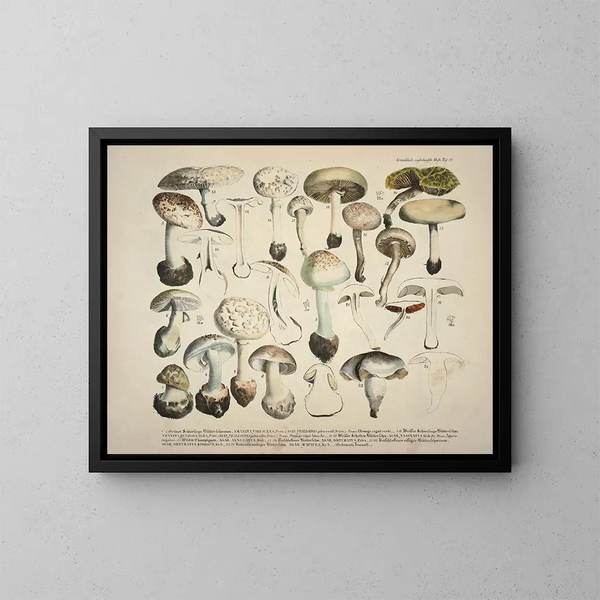 Rappresentazioni fedeli e descrizioni di funghi commestibili, nocivi e sospetti Pl28 - J V Krombholz — quadro incorniciato alla parete