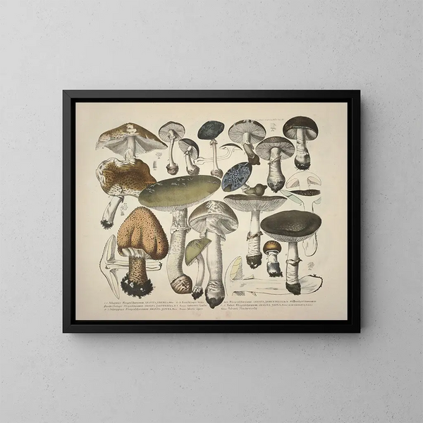 Rappresentazioni fedeli e descrizioni di funghi commestibili, nocivi e sospetti Pl29 - J V Krombholz — quadro incorniciato alla parete