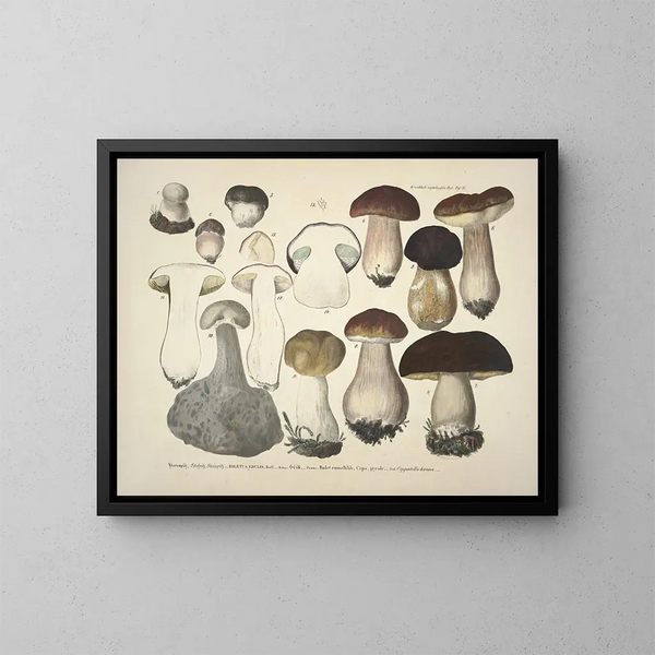 Rappresentazioni fedeli e descrizioni dei funghi commestibili, nocivi e sospetti Pl31 - J V Krombholz — quadro incorniciato alla parete