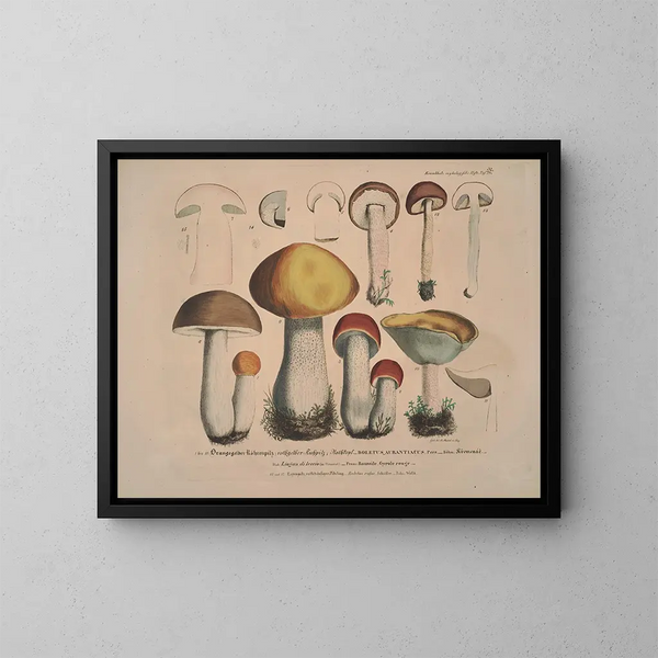 Rappresentazioni fedeli e descrizioni dei funghi commestibili, nocivi e sospetti Pl32 - J V Krombholz — quadro incorniciato alla parete