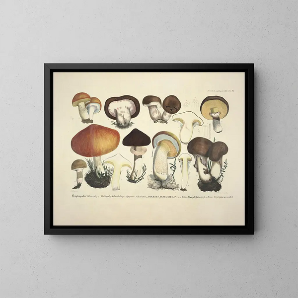 Rappresentazioni fedeli e descrizioni di funghi commestibili, nocivi e sospetti Pl33 - J V Krombholz — quadro incorniciato alla parete